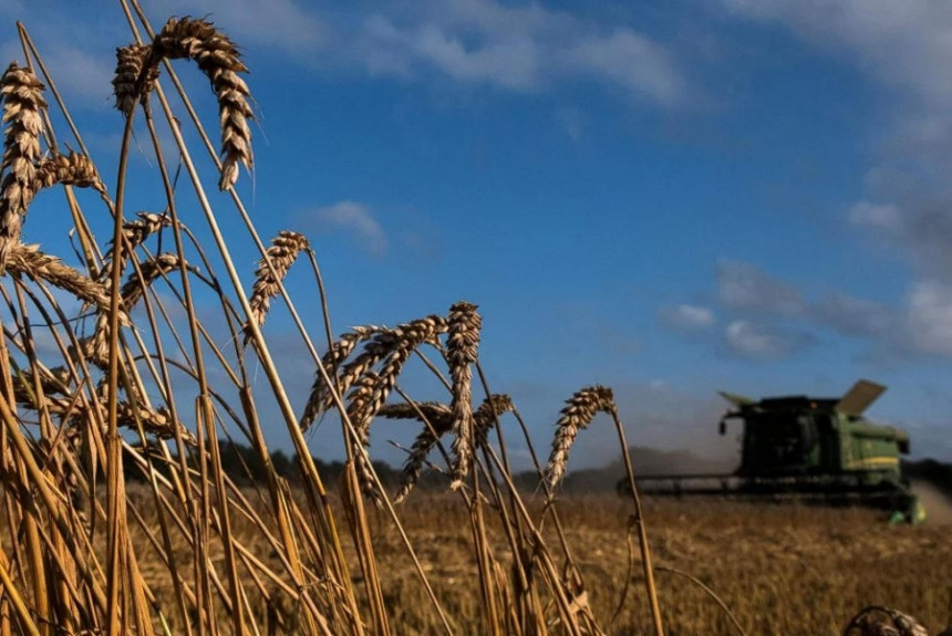 Свијет има залиха пшенице за још само десет седмице