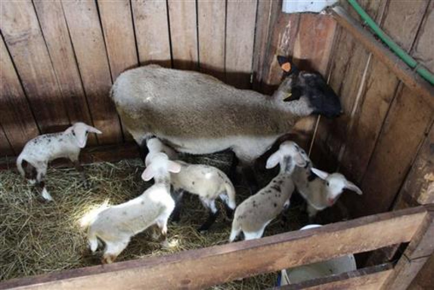 Srećno domaćinstvo: Ovca ojagnjila petoro jagnjadi