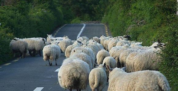 Obrt: Dio stada se vratio, ali samo mršavije ovce