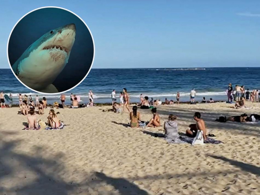 Туристи реаговали на ајкуле, спасиоци им се смијали