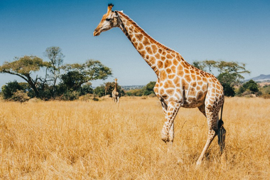 Зашто жирафе имају дуге вратове?!