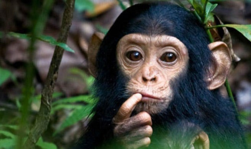 U Kongu kidnapovali tri bebe šimpanze sada traže otkup!