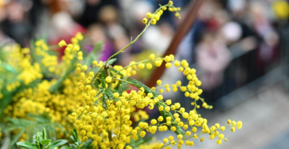 Praznik mimoze biće održan 17. februara u Herceg Novom