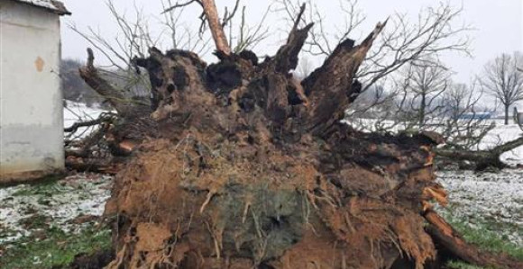 Obrušio se hrast koji je bio pod zaštitom države
