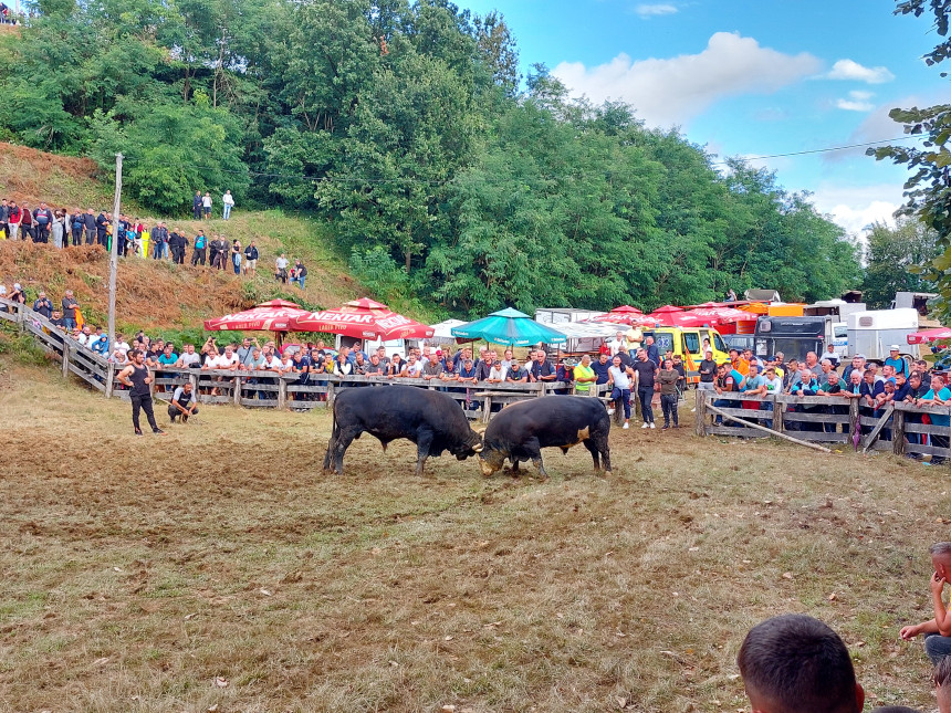Bik Miško pobjednik 251. Grmečke koride