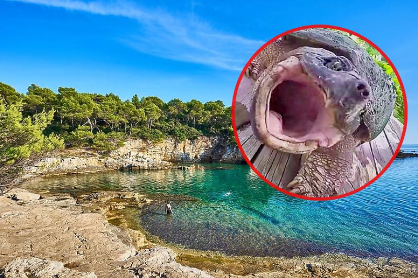 Tokom snimanja erotskog filma na plaži, glumca ujela kornjača za zadnjicu