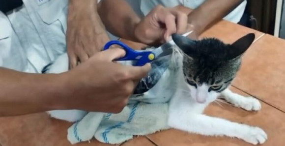 Čuvari zatvora uhvatili mačku koja je unosila drogu (VIDEO)