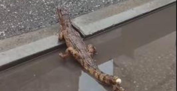 Krokodil na ulicama Niša, građani uznemireni pozvali policiju (VIDEO)