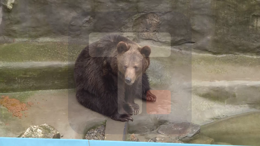 Mečka Dunja danas nije vidjela svoju sjenku i nagovijestila da zima neće trajati dugo