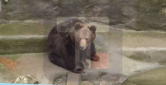 Mečka Dunja danas nije vidjela svoju sjenku i nagovijestila da zima neće trajati dugo