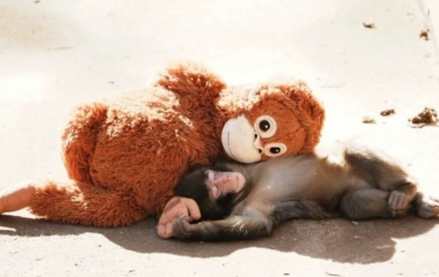 Konačno je dobio svoj prvi zagrljaj - majmunče Punč