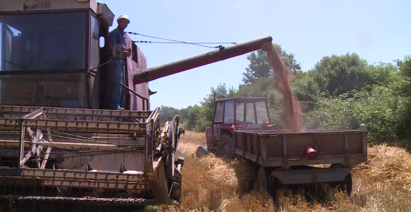 Novi porast cijena hrane zbog skuplje pšenice i biljnih ulja