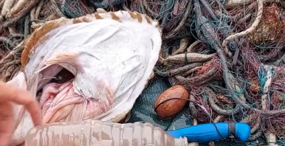 Погледајте шта је рибар извукао из утробе рибе (ВИДЕО)