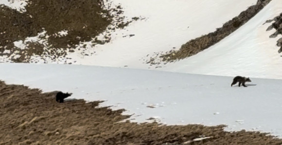 Мали медвједи снимљени на Црвњу код Невесиња