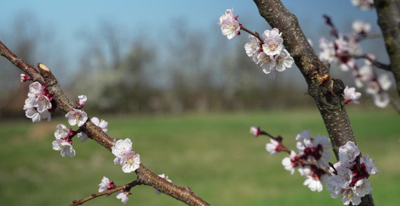 Pretežno sunčano uz prolaznu oblačnost, do 21 stepen