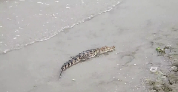 Крокодил ушетао у хотел и тражио храну, погледајте видео