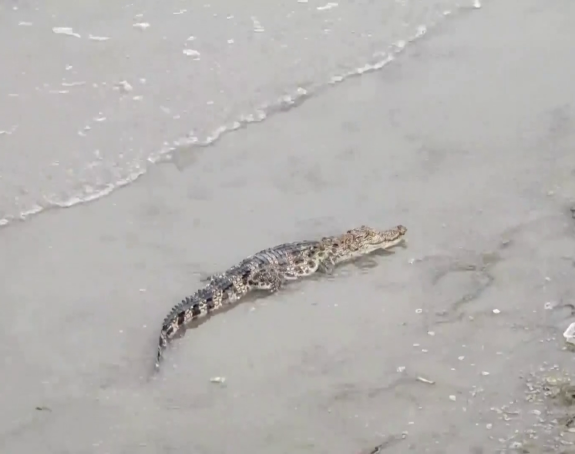 Крокодил ушетао у хотел и тражио храну, погледајте видео