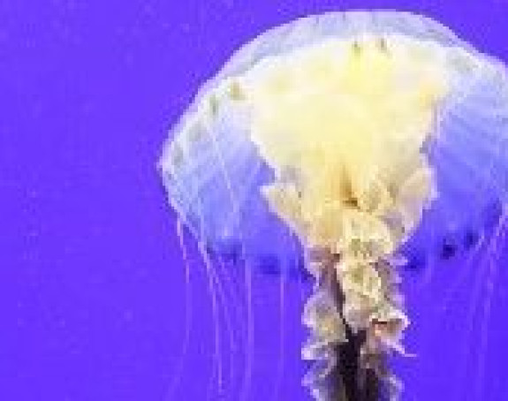 Upozorenje za kupače: More puno opasnih meduza