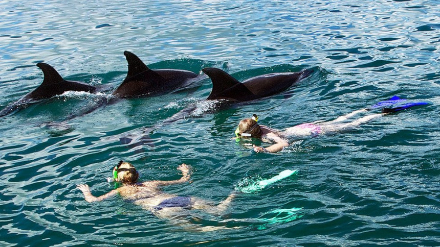 Zabrana plivanja sa delfinima na Novom Zelandu