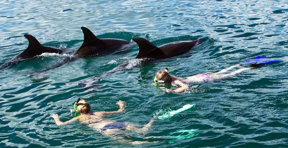 Zabrana plivanja sa delfinima na Novom Zelandu